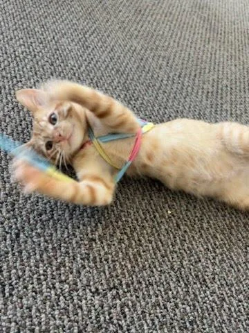 A baby small-sized male Orange / Red Domestic Short Hair cat named Jake for adoption in Oakland, CA
