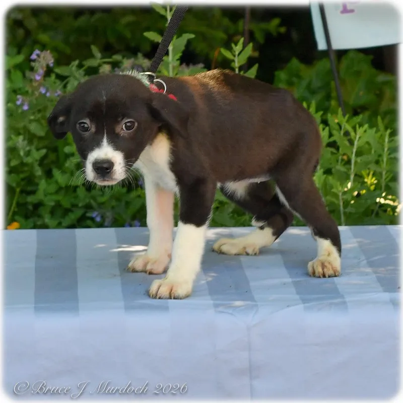 A baby small-sized female Black Labrador Retriever dog named Allanah for adoption in Wake Forest, NC