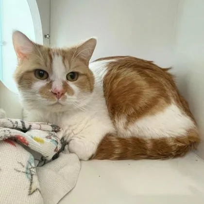 An adult small-sized male Domestic Short Hair cat named Pip for adoption in Wheaton, IL