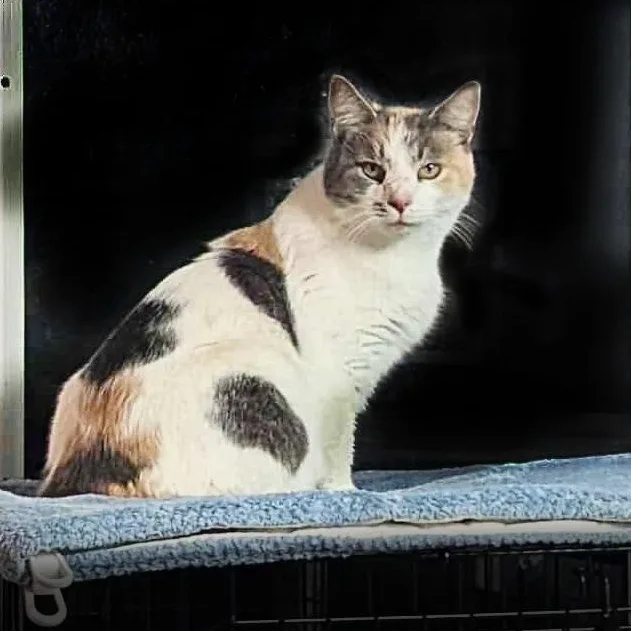 Sandra Green thumbnail 3