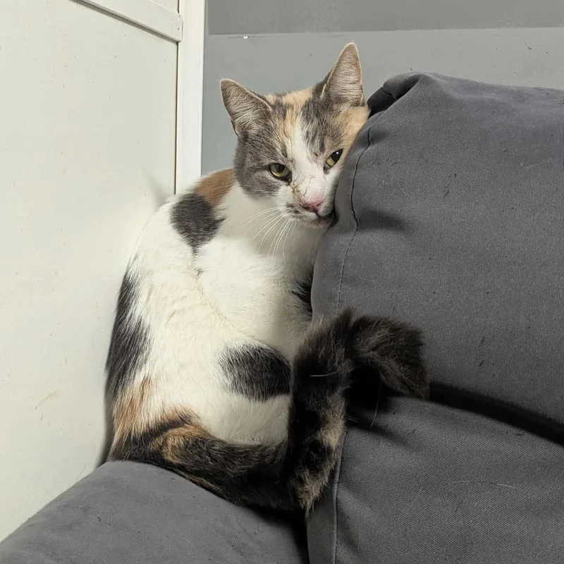 Sandra Green thumbnail 4