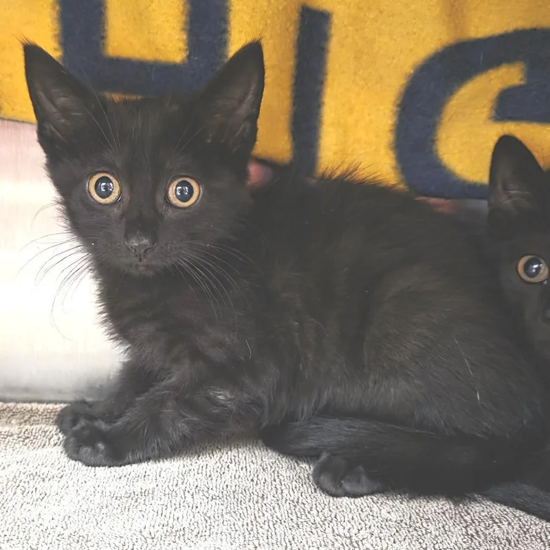 A baby small-sized female Black Domestic Short Hair cat named Stevie Nicks for adoption in Fort Wayne, IN