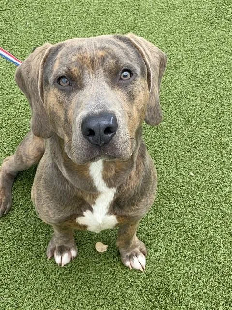 A young medium-sized male Pit Bull Terrier dog named Elliott for adoption in Fayetteville, NC