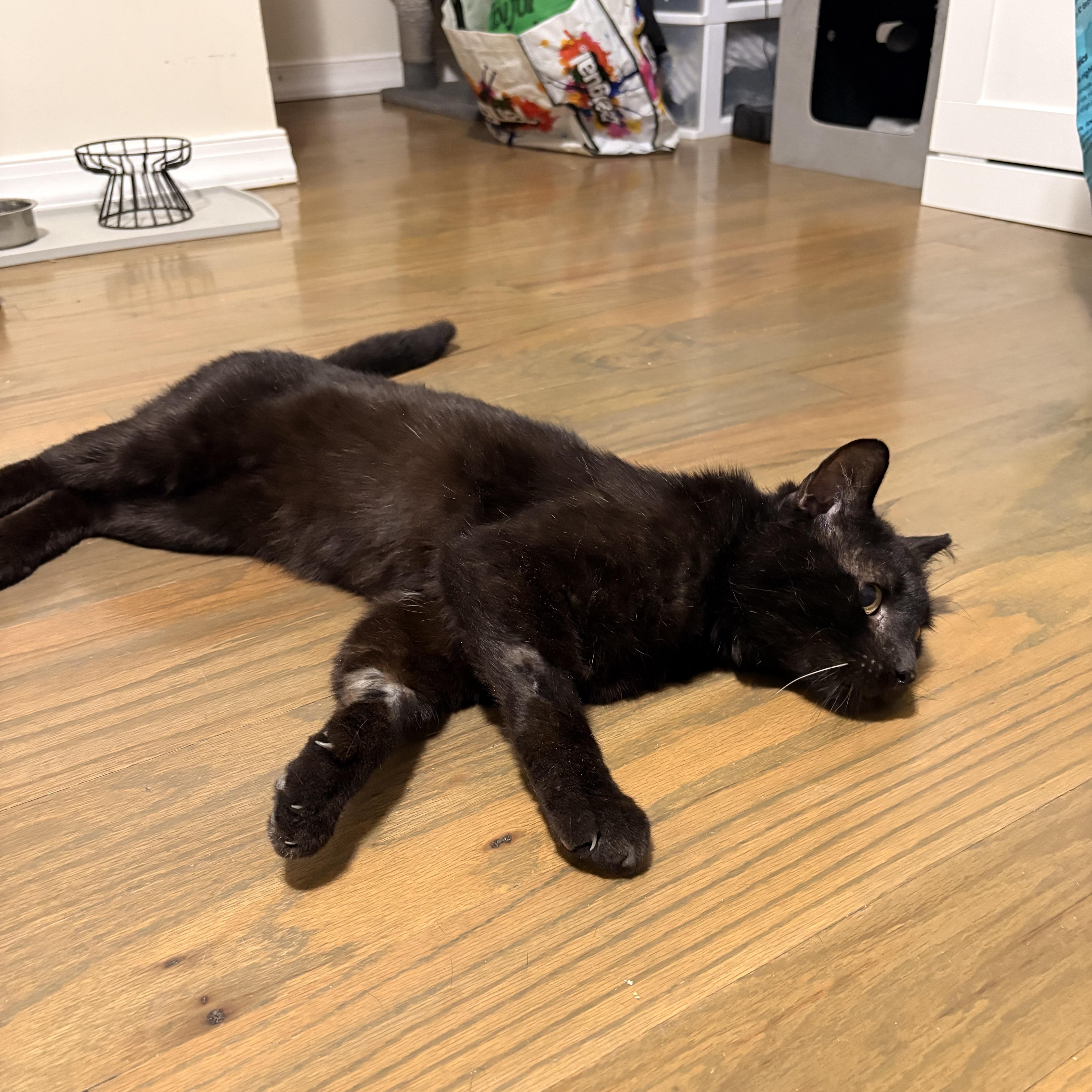 An adult medium-sized male Black Domestic Short Hair cat named Goofy Goober for adoption in Long Island City, NY
