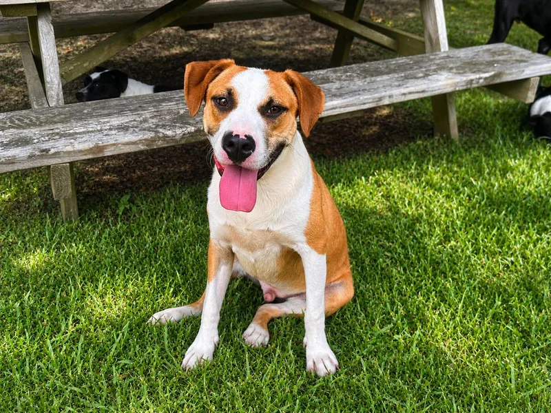 A young medium-sized male Yellow / Tan / Blond / Fawn Hound dog named Xavier for adoption in Orangeburg, SC