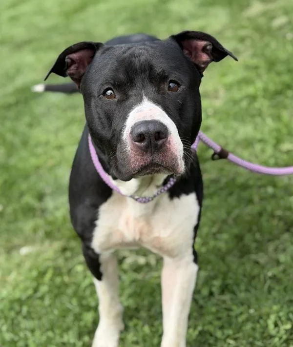 An adult large-sized male Pit Bull Terrier dog named Oreo for adoption in Lancaster, OH