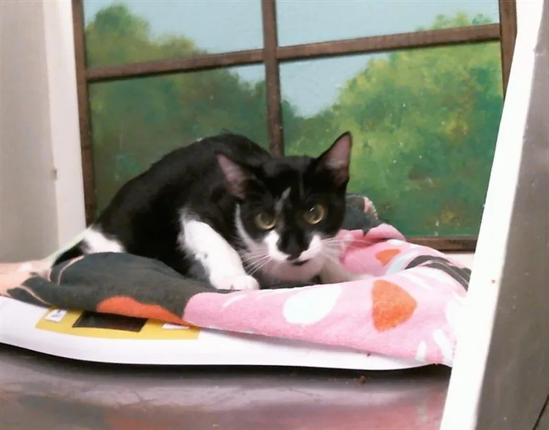 A young medium-sized female Domestic Short Hair cat named Mia for adoption in Houston, TX