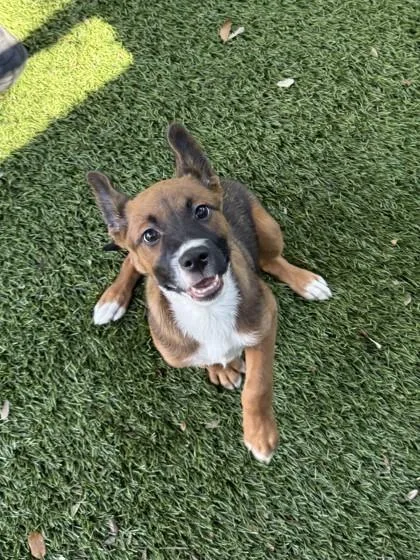 A young small-sized female Shepherd dog named Applejack for adoption in North Miami Beach, FL