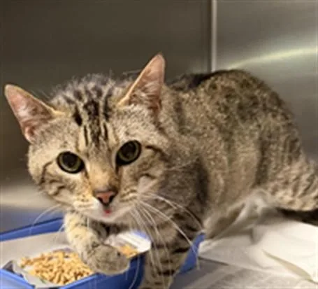 A senior large-sized male Domestic Short Hair cat named Leo for adoption in Los Angeles, CA