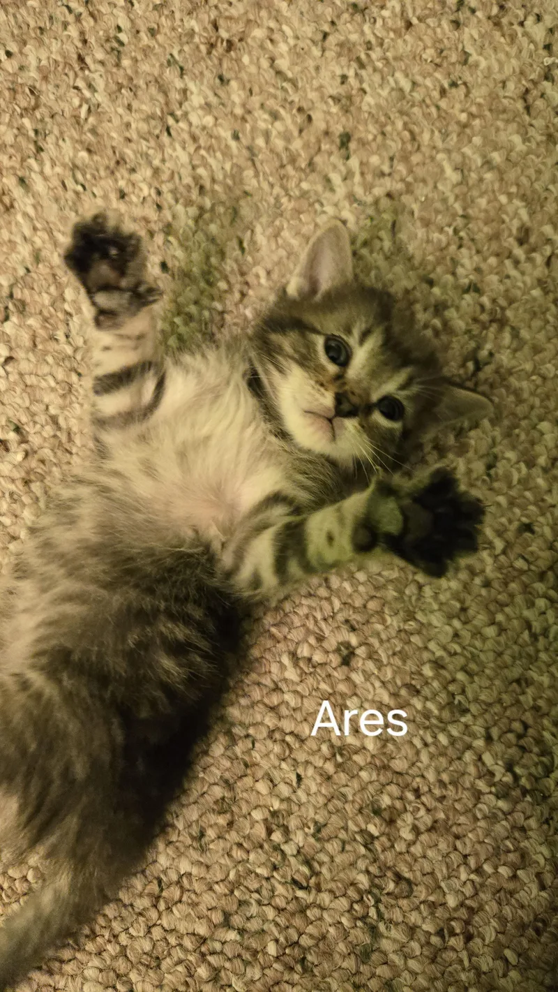 A young small-sized male Brown / Chocolate Domestic Short Hair cat named Ares for adoption in Swartz Creek, MI