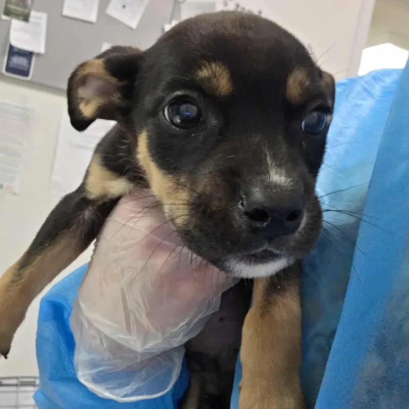 A baby small-sized male Brown / Chocolate Mixed Breed dog named Bud for adoption in Charleston, WV