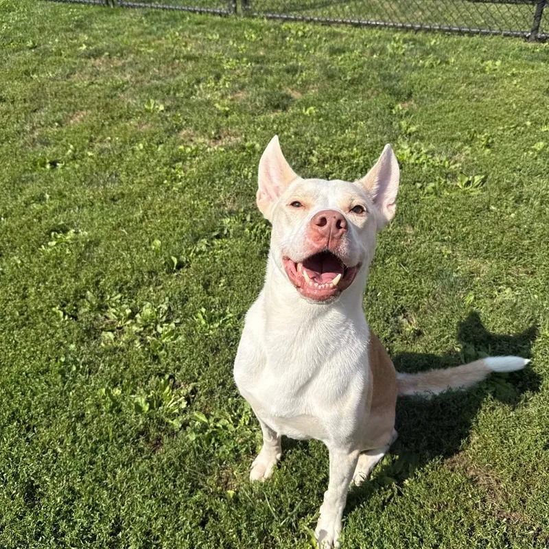 An adult large-sized male White / Cream Husky dog named Bronx for adoption in Branford, CT