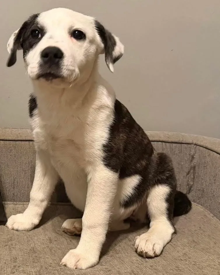 A young large-sized female Brindle American Bulldog dog named Mugs for adoption in Grafton, MA