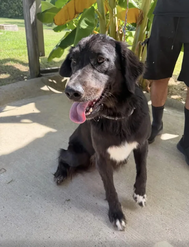 An adult medium-sized female Black Labrador Retriever dog named Zara for adoption in Vicksburg, MS