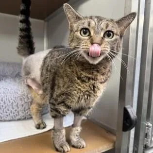 A senior medium-sized female Tabby (Brown / Chocolate) Domestic Short Hair cat named Boots for adoption in Phoenixville, PA