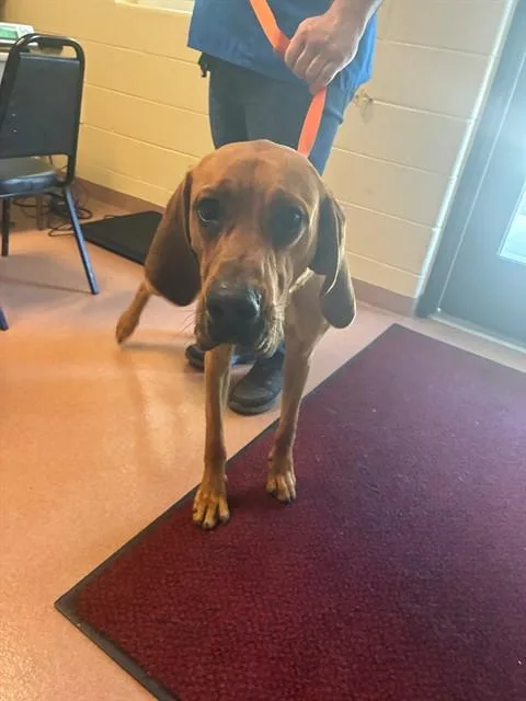 A young extra large-sized male Bloodhound dog named Smokey for adoption in Cookeville, TN