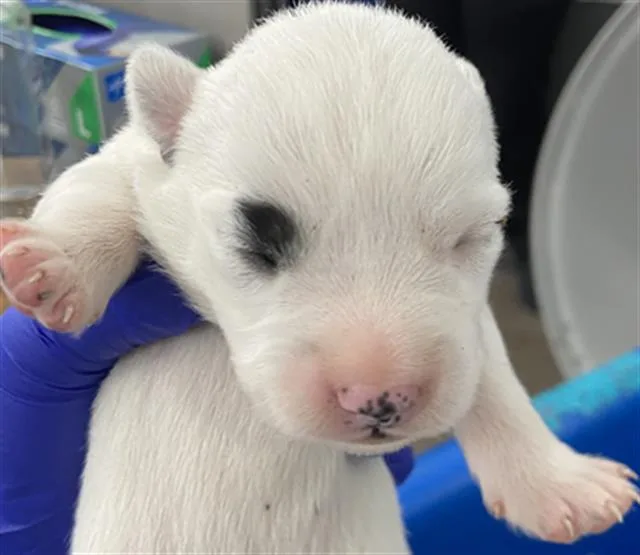 A baby medium-sized female Mixed Breed dog named Angie for adoption in Dallas, TX
