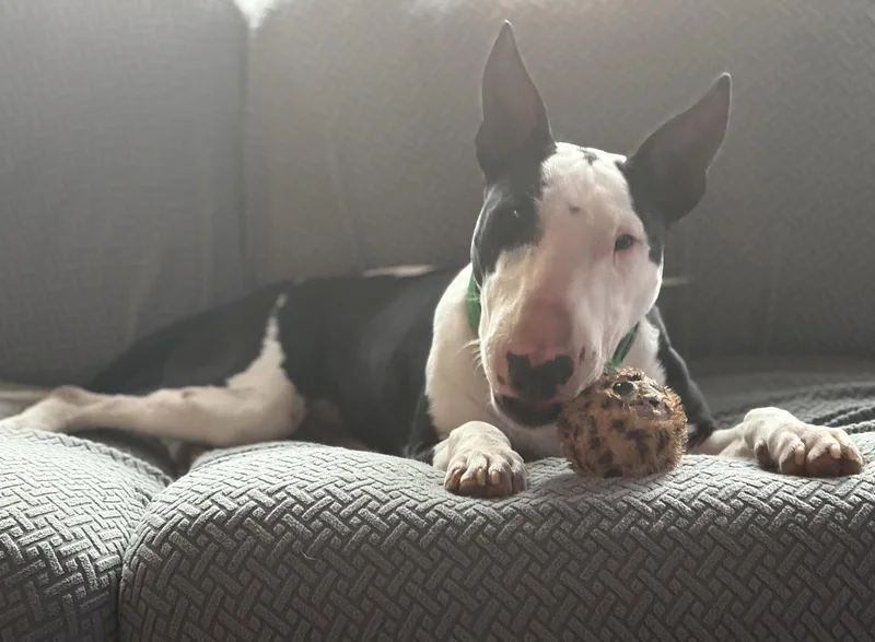 An adult medium-sized female Bull Terrier dog named Abiya for adoption in St. Louis, MO