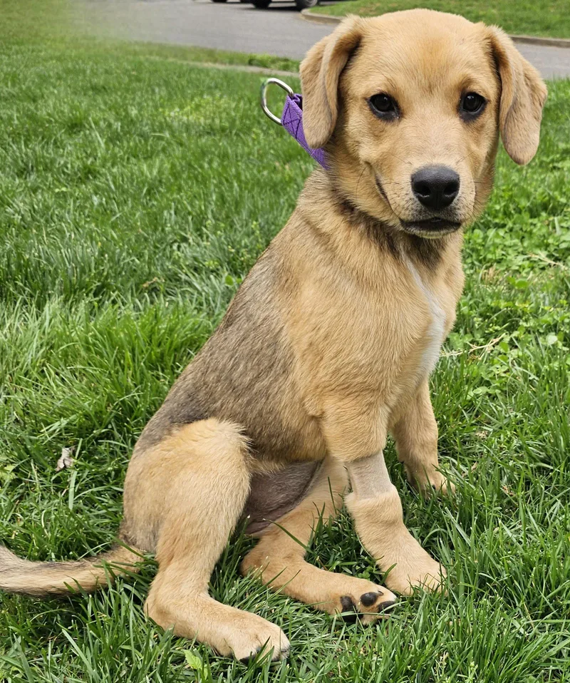 Puppy Sage thumbnail 2