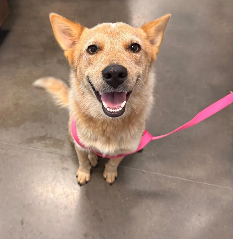 A young medium-sized female Australian Cattle Dog / Blue Heeler dog named Luna Lou for adoption in Clarksville, TN