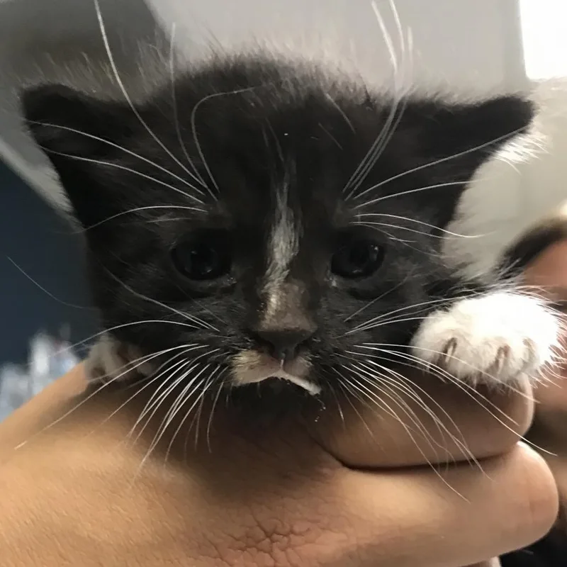 A baby small-sized male Black Domestic Short Hair cat named Sektor for adoption in Newark, NJ