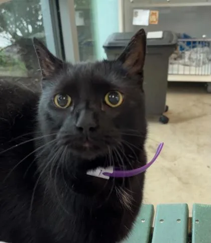 An adult small-sized male Domestic Short Hair cat named Dusty for adoption in Manteo, NC