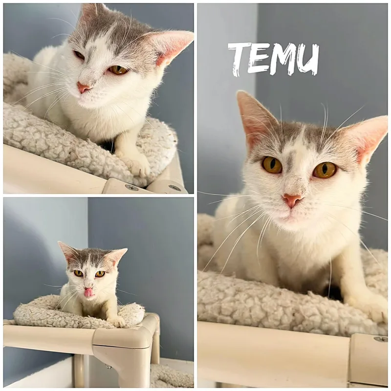 An adult medium-sized female White Domestic Short Hair cat named Temu for adoption in Saint James, MO
