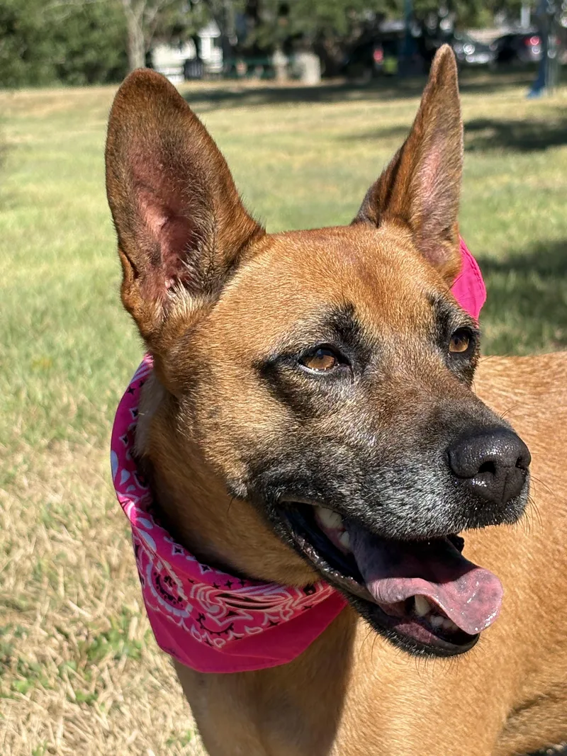 An adult medium-sized female Red / Chestnut / Orange German Shepherd Dog named Xena for adoption in Cypress, TX