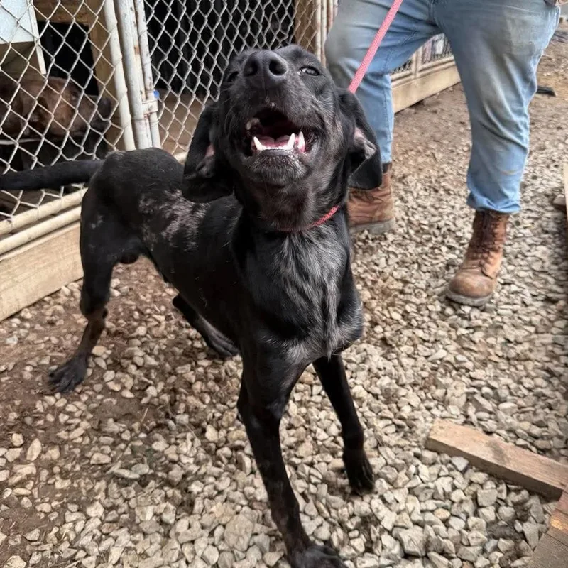 An adult medium-sized male Hound dog named Vader for adoption in Frederick, MD