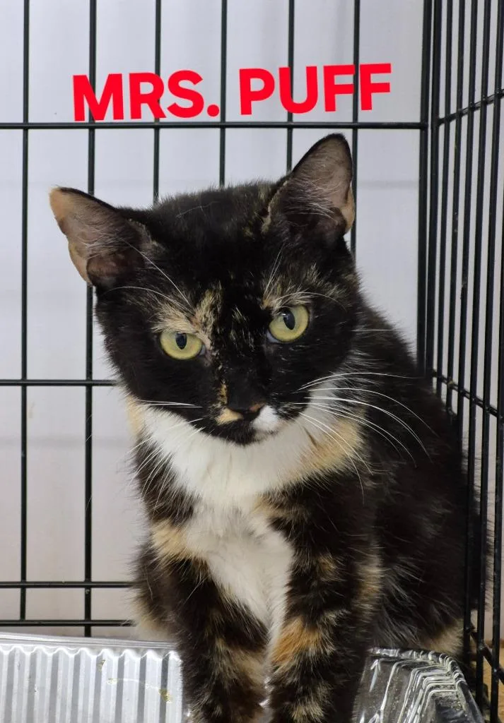 A young medium-sized female Domestic Short Hair cat named Mrs. Puff for adoption in Rome, GA