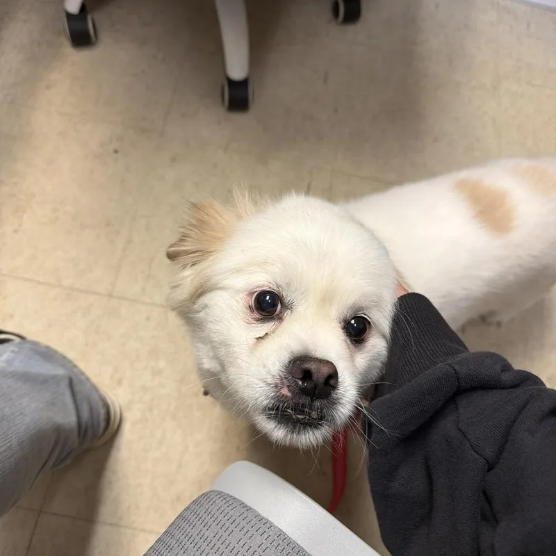 A senior small-sized male White / Cream Pekingese dog named Blake for adoption in Birdsboro, PA