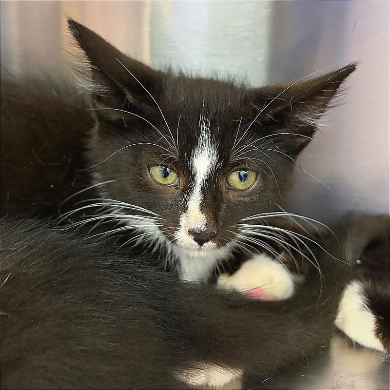 A baby small-sized female Black Domestic Short Hair cat named Stickers for adoption in Hannibal, MO