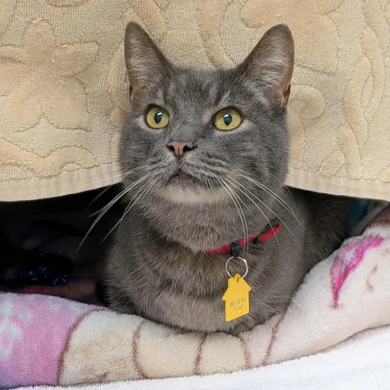 An adult medium-sized male Gray / Blue / Silver Domestic Short Hair cat named Smokey for adoption in Springfield, MA