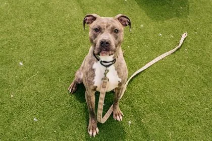 Sandy Fka Persephone