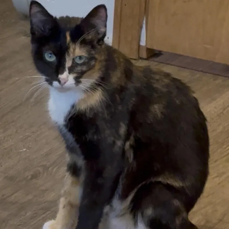 A young medium-sized female Calico Domestic Short Hair cat named Patches ~ C for adoption in Minnetonka, MN