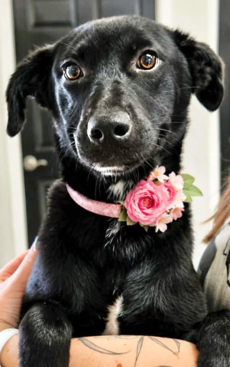 A baby medium-sized female Labrador Retriever dog named Consuela for adoption in Manchester, CT