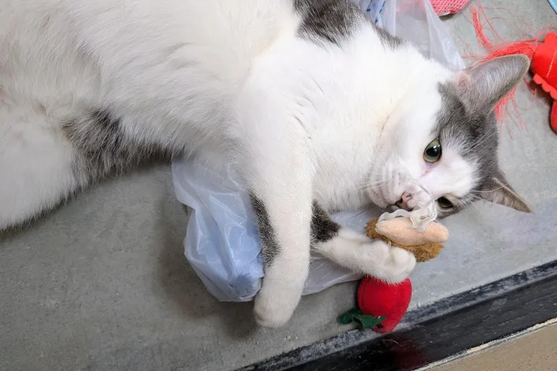 Merlin thumbnail 4