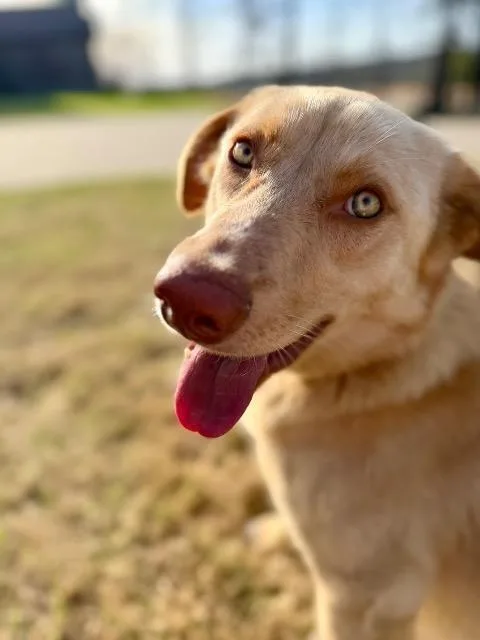 A young medium-sized female Golden Retriever dog named Lucy for adoption in Little Rock, AR