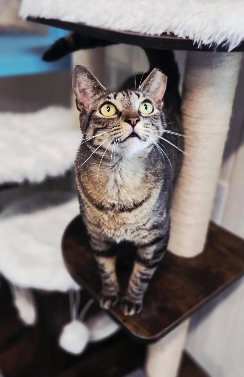 An adult medium-sized female Domestic Short Hair cat named Lila for adoption in Houston, TX
