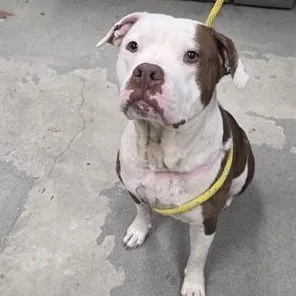 An adult medium-sized female Pit Bull Terrier dog named Navi for adoption in Urbana, IL