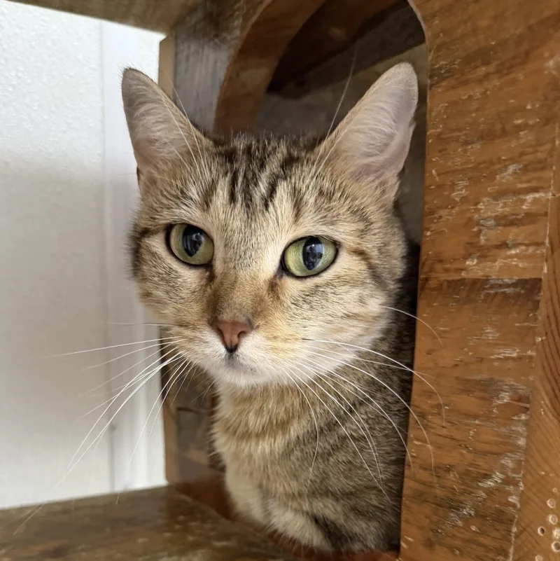 An adult medium-sized female Domestic Short Hair cat named Monarch for adoption in Park Rapids, MN