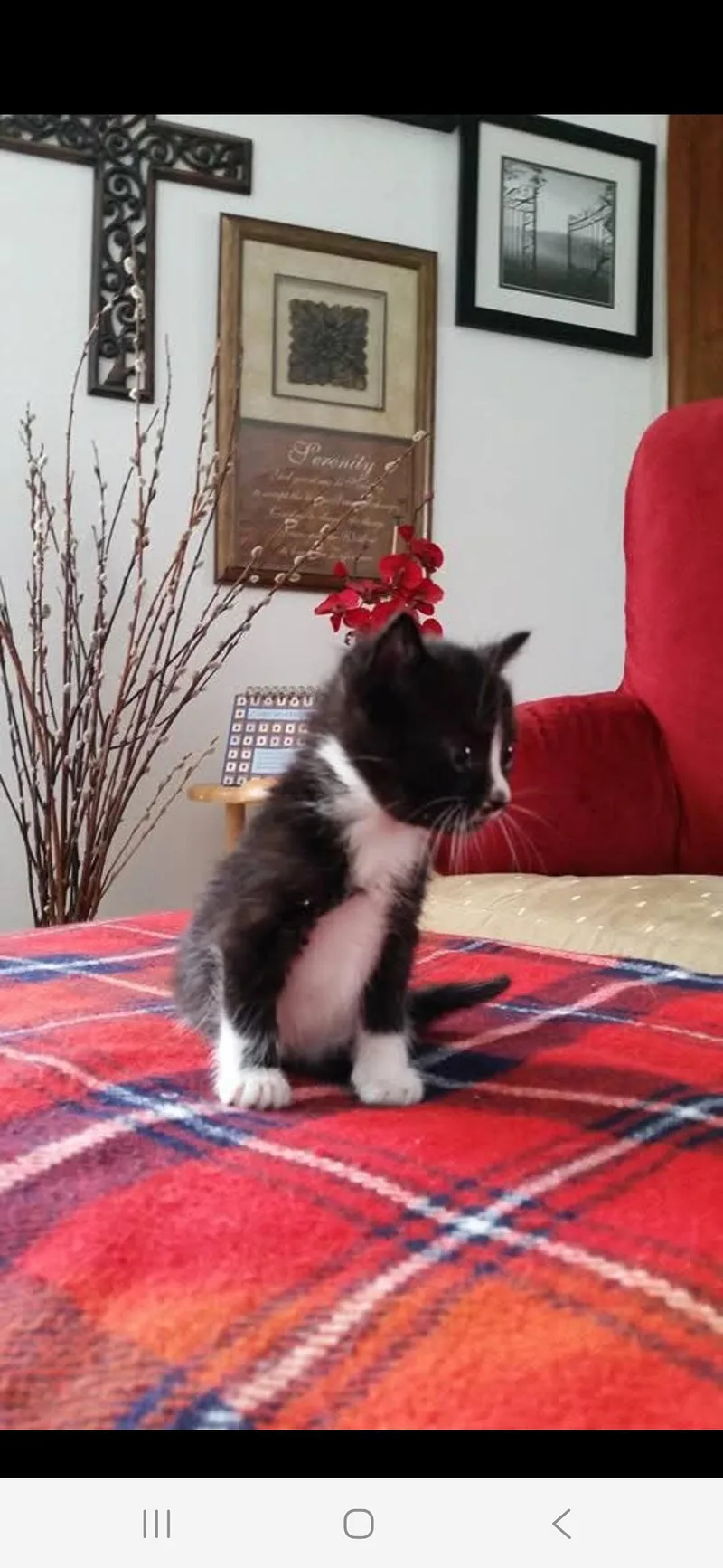Kit kat