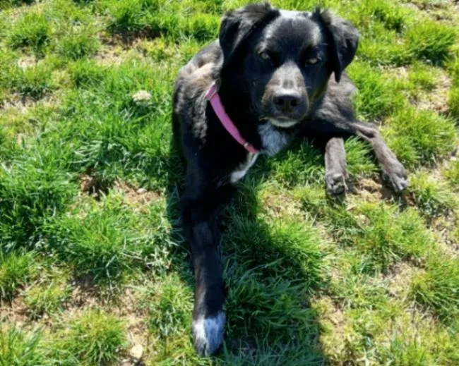 Captain Jack thumbnail 2