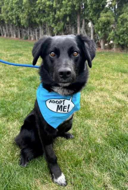 Captain Jack thumbnail 4