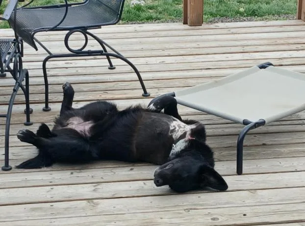 Captain Jack thumbnail 5