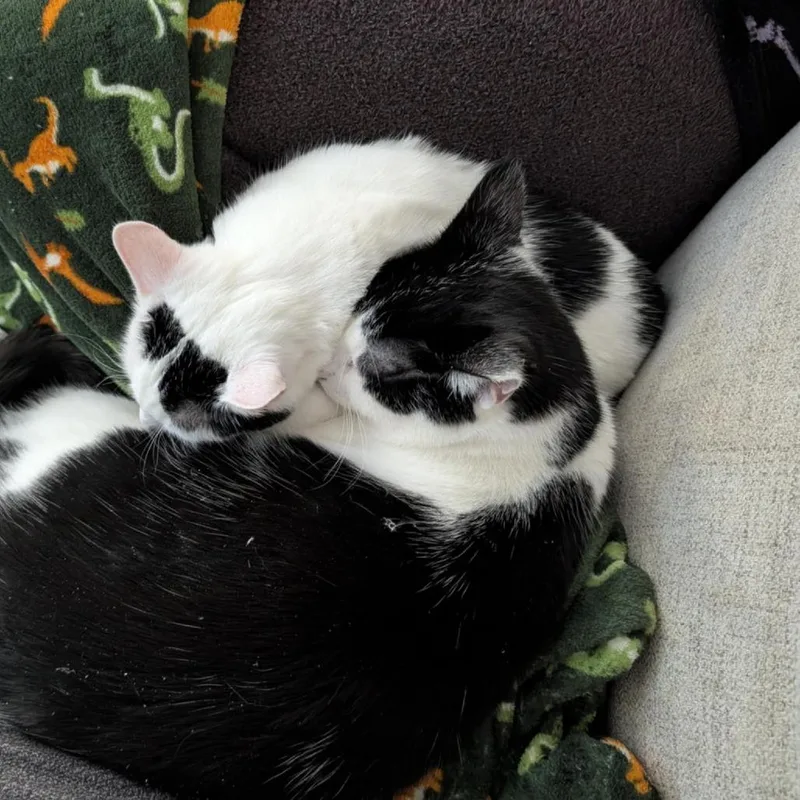 An adult small-sized female White Domestic Short Hair cat named Lia for adoption in New Fairfield, CT