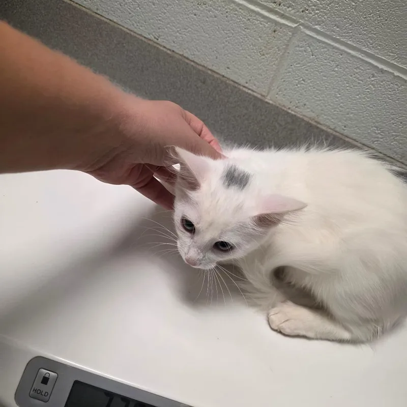 A baby small-sized female White Domestic Medium Hair cat named Inky for adoption in Chattanooga, TN