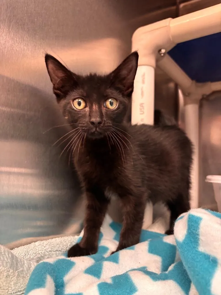 A baby medium-sized male Domestic Medium Hair cat named Otto for adoption in Madison, GA