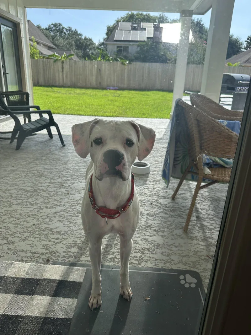 A young medium-sized female Boxer dog named Spinolli for adoption in Katy, TX