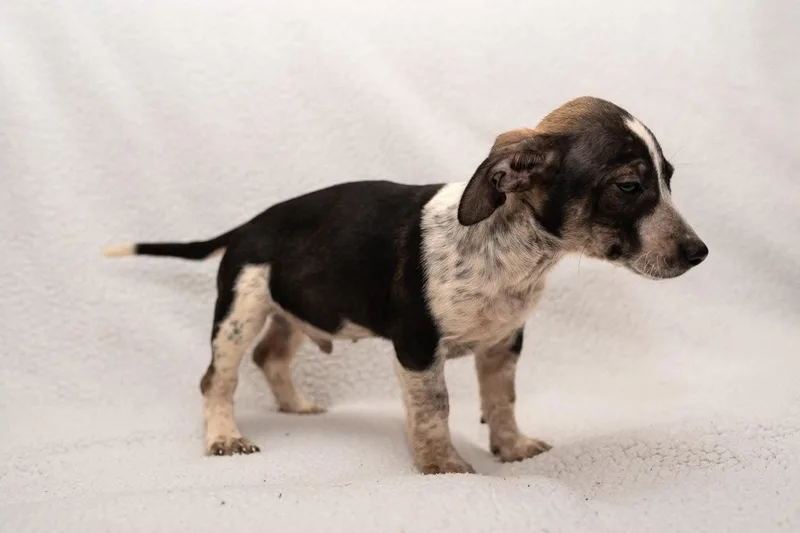 A baby small-sized male Dachshund dog named Peppa. for adoption in Mobile, AL
